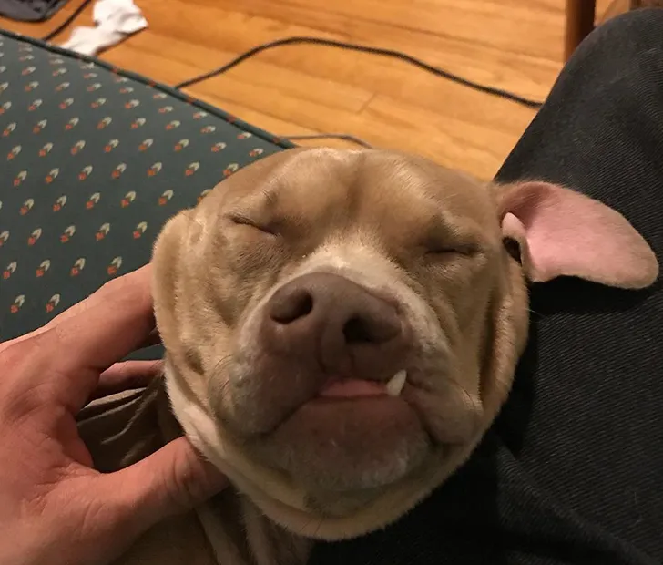 dog with a weird nose