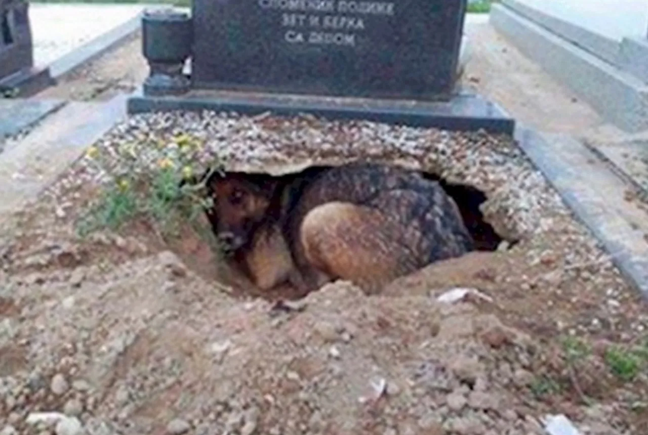 dog living in a grave