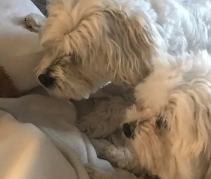 Dog's stuffed toy