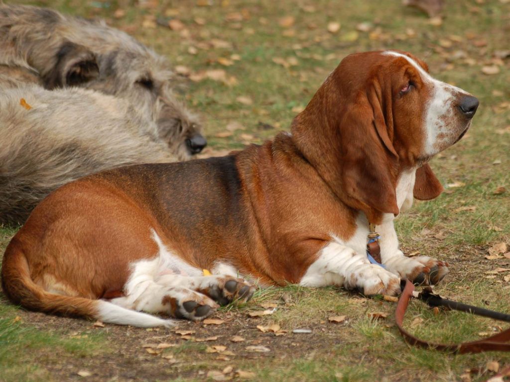 basset hound care