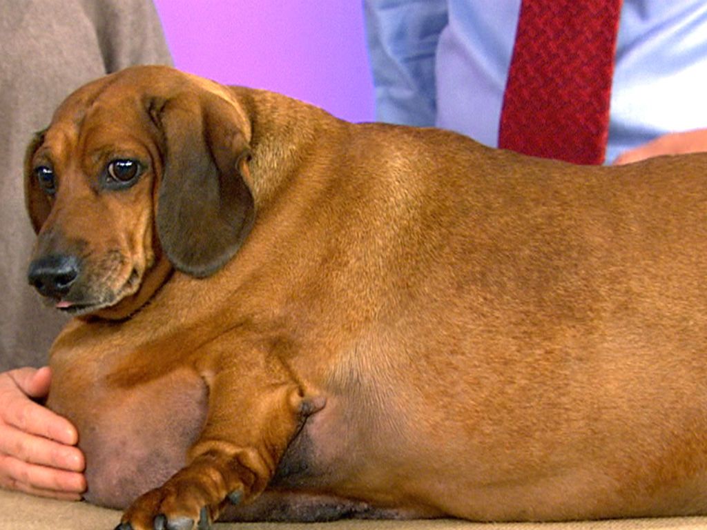 Meet Obie, the Obese Dachshund Who Lost an Insane Amount of Weight ...