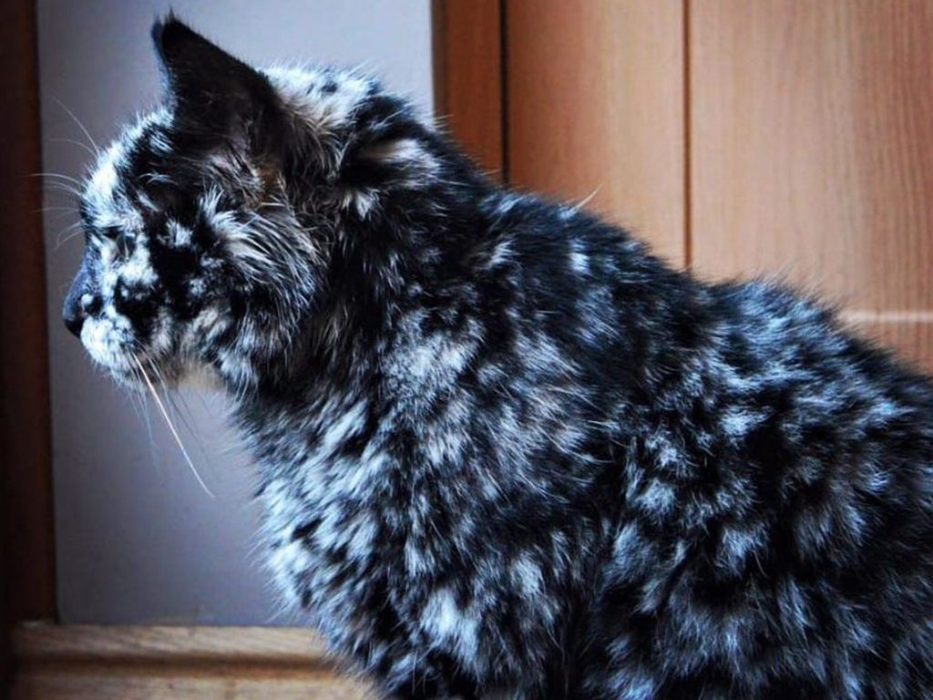 Black Cat Made a Bizarre Transformation as He Aged That Led His Owner ...